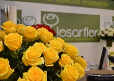 The roses of Ecuadorian rose grower Josarflor.