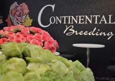 The Mayras of Continental Breeding.