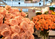 The rses of Red Lands Roses.