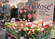 The Q-Rose of Elvira Rose a breeder and finished potted rose grower. Elvira used their genetics for own production, but now, Graff Kristensen will start selling their genetics worldwide.