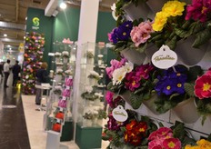 The primula paradiso of Schoneveld Breeding.