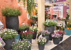 The varieties of MNP.