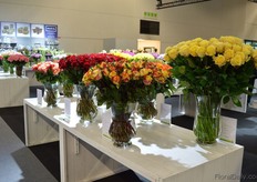 Different roses from different growers/breeders.