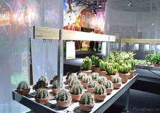 Different type of Cacti.