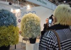 The gypsophila's of Esmeralda Farms being photographed.