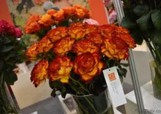 The Dutch fire of Dümmen Orange. A real show-stopper at their booth.