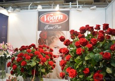 The roses of Voorn Rozen.