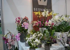 The orchids of Bernhard.