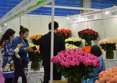Ethiopian rose farm Hansa Flowers.