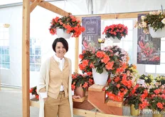 Kate Sentos of Dümmen Orange presenting Miss Malibu. This variety has been introduced to the European market last year and will be introduced to the US market this year. It is a easy to care begonia with large flowers. The flowers do not fall off, which is an advantage for the retail.
