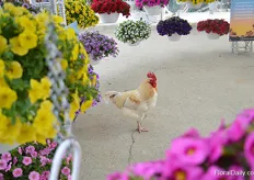 A chicken was also visiting the location of Dümmen Orange.
