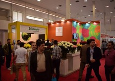 Schneider (on the left) and Dümmen Orange (on the right).