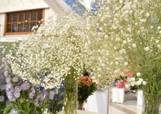 "Gypsophillas presented in the booth of Chrysal. The gypsophila on the left is treated with the post harvest product "Gips protocol" and the right is not."