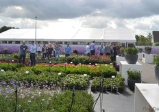 The container fields at Florensis. It is the real trial area of Florensis, the only thing they changed for the FlowerTrials is that they presented some of their highlights in a pot (see photo on the right).