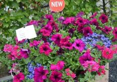 MixMasters Multispecies Fashionista is an addition to the MixMasters series of Florensis. It is combination of a purple petunia combined with a pink and blue lobelia. The Mixmasters cominations are supplied in 3 plugs that are attached together with a rubber band.