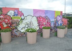 The Popstars series of Florensis. It is a new phlox series with special flower shapes and consists of bright and showy colors. Popstars is naturally compact and branches well. Furthermore it’s very heat tolerant. Each phlox is related to a music style.