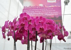 "The Stellenbosch is a new phalaenopsis varieteit that has a deep purple color. "Because of this unique color, it is being put on the market", says de Hoog."