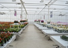 De 'walk of fame' at Anthura. On the left side the Anthuriums and on the rigth side the phalaenopsis.