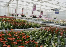 The showgreenhouse at Anthura.