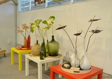 In the cut flower anthurium category, Antura added five novelties of which three are presented in this picture; From left to right: Tequilla, Denali and Showtime.