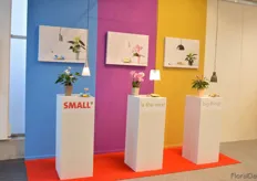 "At Anthura, they see a trend towards smaller plants. De Hoog particularly sees this trend in phalaenopsis as people want to use it as a table plant. However, the anthurium is free-riding on this trend. Therefore, they promoted both plants under the slogan "Small is the next big thing."