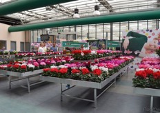 The Cyclamen of Schoneveld Breeding.