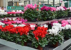In the Mammoth cyclamen series, Schoneveld Breeding added a new dark red color. In Cyclamen it seems to be challenging to get a dark red color and in this large series it was still missing.