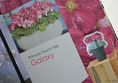 Even though Schoneveld could not present its Primula Touch Me Galaxy in real life, it was still prominently presented. This new primula has speckled flowers.