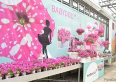 The Babydoll of Selecta one is now officially introduced to the growers. This new petunia looks quite similar to the nightsky, but is not. They, for example cannot be cultivated together. According to Henk Dresselhuys, Director of Product Management and Elite at Selecta One, the Babydoll is compacter, faster growing, more a mounding type and the Nightsky is more a trailing type.