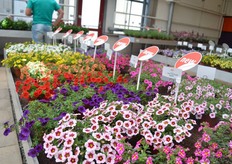 Selecta one updated its Calibrachoa MiniFamous series with new varieties. The entire series is now more uniform. In their main series, the Uno, they introduced 9 novelties.