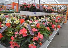 Also Dümmen Orange's I’Conia Begonia’s took a center stage. Miss Malibu, a begonia in this series, won the FleuroStar award 2016.