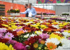 Uniformity of the pot chrysanthemums of Dümmen Orange in combinations.