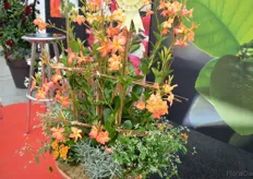 Diamantina Opale Orange Coral of DHM Innovation used in a combination. This dipladenia won the Best Innovation award 2016 at the IPM Essen. Orange Coral features a new color. It is slightly smaller than standard dipladenia types, the flowers are colored in shades of orange. Plant habit is comparable to the other Diamantina varieties belonging to the Opale series.