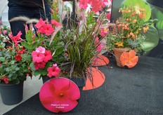 Platinum Intense Fuchsia of DHM Innovation used in a combination.