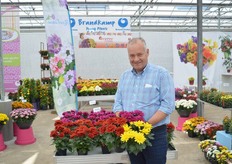 Hubert Brandkamp holding the Vidi Purple, new Vidi Red and Yellow Cayman. These latter two pot chrysanthemums are new introductions. The chrysanthemums have big flowers. The one that were on display at the FlowerTrials were pinched, if they were not, the flowers would be even bigger.