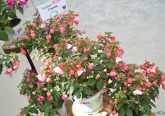 Fuchsia Cassis is a new addition to Brandkamp’s Fuchsia Jollies assortment. It is a red/white colored fuchsia with an upright growing habit. This early flowering type is a good variety for the standard assortment and mass production.