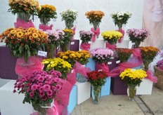 The bronze/orange and the purple colored cut flower chrysanthemums in front are two new mutations of the Adana cut chrysanthemum of Brandkamp. They have a response time of 7 weeks and have strong stems. They are not named yet, but will be in the new catalogue.