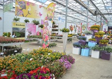 The FlowerTrials location of Brandkamp.