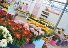 Pemba series of Brandkamp.