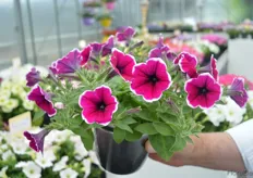 Petunia Ordy Purple Picotee Improved is a new color addition of Schneider Youngplants. It is a trialing compact petunia with a long shelf life.