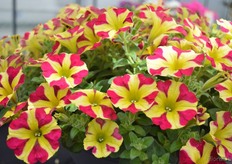 Petunia Stars Queen Hearts Yellow-Red of Schneider Youngplants is an upright and compact growing petunia. The name Queen Hearts originates from the heart shapes in the petal of the flower.