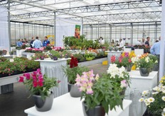 At Schneider Youngplants.