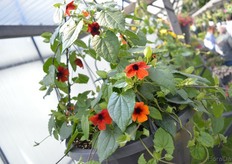 Thunbergia 'Sunny Susy' Beetractive Browny of Jonge Planten Grünewald. The brownish color of the flowers is what makes this thunbergia stand out from the rest. This variety was introduced last year.
