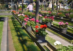 The Pelargonium assortment of Jonge Planten Grünewald. This assortment was put on the market on a small scale last year. This year, there is a good availability of the plants.