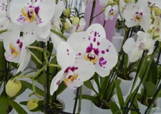 Another new variety of Bock Bio Science is the Phalaenopsis called Bingo. Also this variety is a new color addition in the Harlequin assortment.