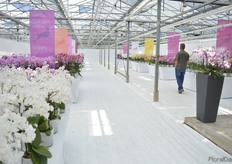 The varieties of Bock Bio Science presented at the location of Jonge Planten Grünewald in 's-Gravenzande.