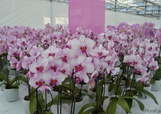 And the Oh-la-la is a new rose variety of Bock Bio Science. According to Hoogenboom the shelf life and color is what makes this variety stand out.