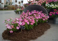 Pink Star is a new trialing petunia in the Success series of Benary. According to Stefanie Günter of Benary, it is the first Pink Star trialing petunia from seed and the earliest series in the industry. Besides that, it is a uniform flowering series that requires less PGR's in production.