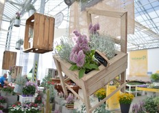 Calocephalus brownii Bed Head of Benary. It is said to be the first calocephalus from seed. It is cold and heat tolorant and, on this picture, combined with Joey.