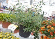 "Summer Bird Blue is a new Buddleja of Volmary. It has blue flowers and stays compact. "Even in the ground, it does not grows highern than 18-19 cm and even after 2-3 years, it stays compact", says Yoav. And this compact habit makes it a interesting plant for the urban gardens."